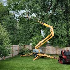 How Our Tree Care Process Works  in  Pine Ridge, SC