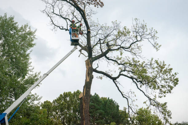 Trusted Pine Ridge, SC Tree Care  Experts